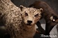 VBS_1028 - Riapre il Museo di Scienze Naturali dopo dieci anni di chiusura